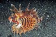 Fuzzy Dwarf Lionfish